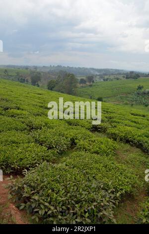 Ouganda; région de l'Ouest; plantations de thé dans le paysage vallonné près de fort Portal sur le A109 Banque D'Images