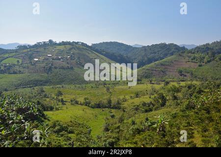 Ouganda; région de l'Ouest; partie sud; paysage cultivé, vert et vallonné avec de petites plantations de thé et de banane Banque D'Images