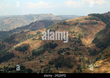 Ouganda; région occidentale; partie sud; culture en terrasse près du parc national de la forêt impénétrable de Bwindi Banque D'Images