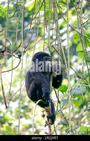 Ouganda; région occidentale; Parc national de la forêt impénétrable de Bwindi; partie sud près de Rushaga; jeune gorille de montagne de la famille des gorilles de Nshongi Banque D'Images