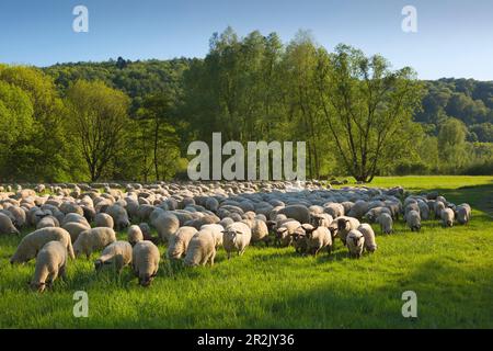 Moutons dans la vallée de la Ruhr à la maison amarrée Kemnade, près de Hattingen, Ruhr, Rhénanie-du-Nord-Westphalie, Allemagne Banque D'Images