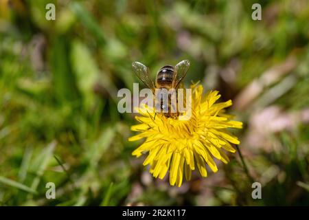 Abeille, pissenlit; Taraxacum sect. Ruderali Banque D'Images