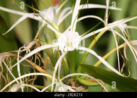 Nénuphar (Crinum asiaticum) en fleur dans un jardin : (pix Sanjiv Shukla) Banque D'Images