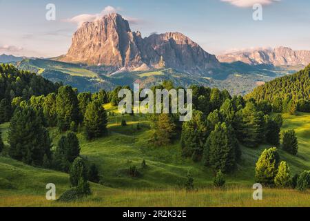 Vue au lever du soleil sur la montagne Langkofel ou Sassolungo à Alpe di Siusi ou Seiser Alm, Alpes Dolomites, Trentin-Haut-Adige, Sud Tyrol, Italie, Europe Banque D'Images