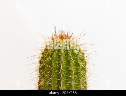 Echinopsis spachiana torche cactus ou cactus à colonne dorée vue rapprochée sur fond blanc isolé Banque D'Images