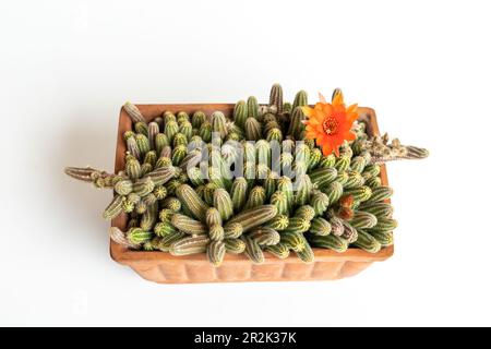 Echinopsis chamaecereus en fleur de cactus d'arachide sur fond blanc isolé Banque D'Images