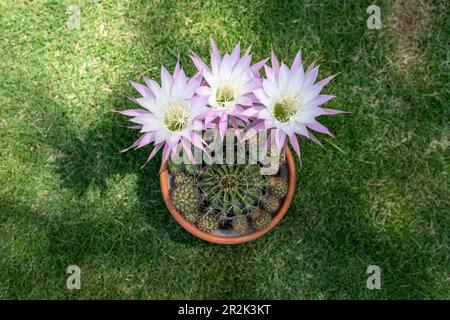 Echinopsis oxygona hybride en fleurs cactus vue grand angle Banque D'Images