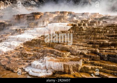 Les terrasses de Mammoth Hot Spring faites par le carbonate de calcium couvert par la fumée d'eau chaude, le Parc National de Yellowstone, Wyoming, USA. Banque D'Images