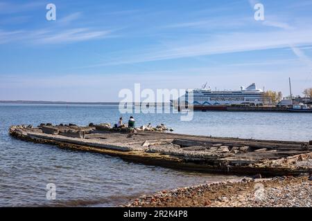 Personnes assises sur un ancien naufrage en bois sur la rive de Kalaland, dans le quartier de Kalamaja, à Tallinn, en Estonie Banque D'Images