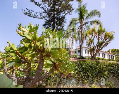 Jardin botanique de Madère; Funchal; Musée d'Histoire naturelle Banque D'Images