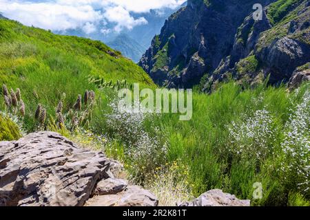 Pico do Arieiro, Pico Ruivo, sommet, sentier PR1 Banque D'Images
