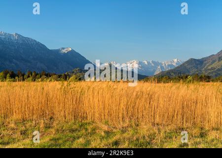 Murnauer Moos en face des montagnes Wetterstein, Eschenlohe, haute-Bavière, Bavière, Allemagne Banque D'Images