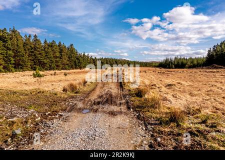 Vue aérienne de la forêt sur l'île de Lough Anna - Comté de Donegal, Irlande. Banque D'Images