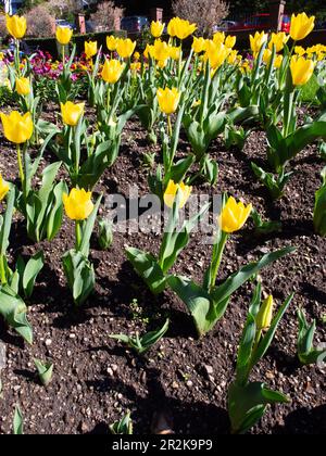 Lit de jardin de tulipes jaunes Banque D'Images