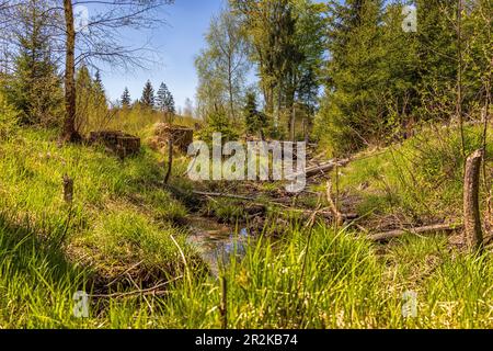 Cours d'eau dans le parc national de la forêt bavaroise en été. Banque D'Images