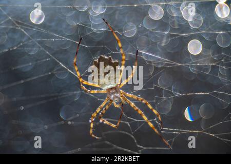 Araignée en guêpe Argyope lobata dans la toile d'araignée en contre-jour réfléchissant Banque D'Images