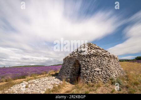 Champs de lavande en fleur sur le plateau de Valensole avec des bâtiments traditionnels en pierre Banque D'Images