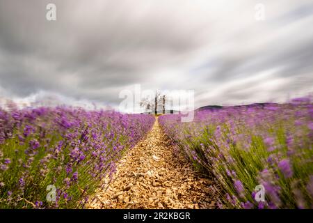 Champs de lavande en fleur sur le plateau de Valensole avec arbre mature debout en solo. Banque D'Images