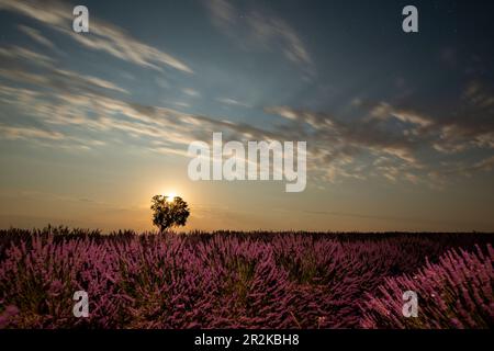 Champs de lavande en pleine fleur sous une pleine lune dans le plateau de Valensole avec arbre mûr debout en solo. Banque D'Images