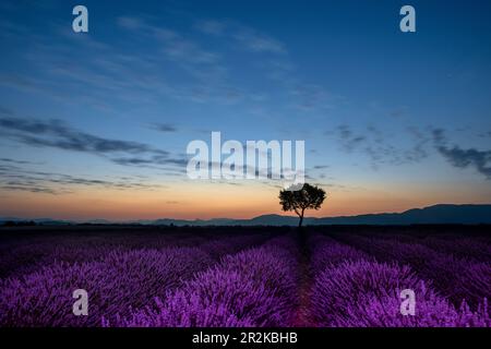 Champs de lavande en pleine fleur sous une pleine lune dans le plateau de Valensole avec arbre mûr debout en solo. Banque D'Images