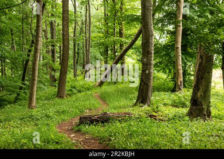 Sentier de randonnée sinueux entre les troncs d'arbres dans une forêt verdoyante sur la Ith Ridge, section du sentier de randonnée longue distance 'Ith-HiLS-Weg', Allemagne Banque D'Images