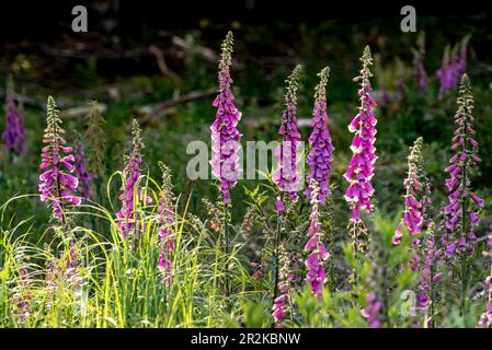 Groupe de plantes à renards communs à fleurs violettes (Digitalis purpurea) dans une forêt Banque D'Images