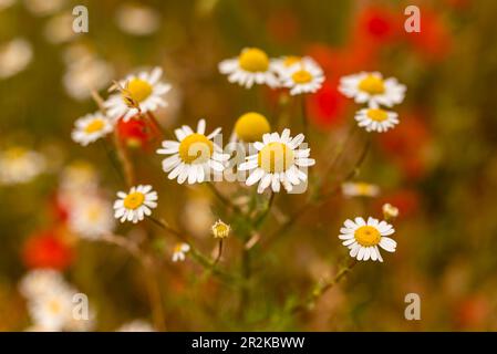 Gros plan de camomille fleurie avec fleurs de pavot rouges en arrière-plan Banque D'Images