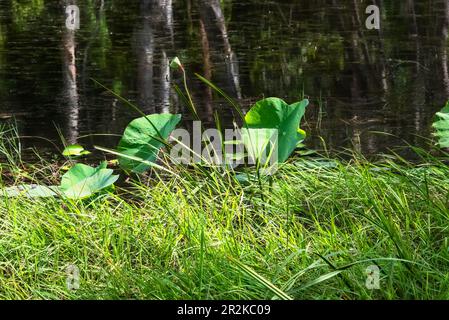 Feuilles de Lotus dans une zone humide. Feuilles de Lotus dans une zone humide avec de l'eau et réflexion d'arbres en arrière-plan. Banque D'Images