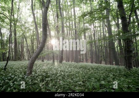 La forêt d'ail sauvage près de Friedewald, Hesse, Allemagne Banque D'Images