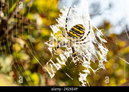 Photo macro d'une belle araignée de guêpe (Argiope bruennichi) avec des bandes jaunes et noires sur son abdomen Banque D'Images