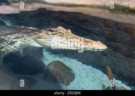 Crocodile nageant dans une piscine artificielle de l'aquarium où il est clos. Banque D'Images