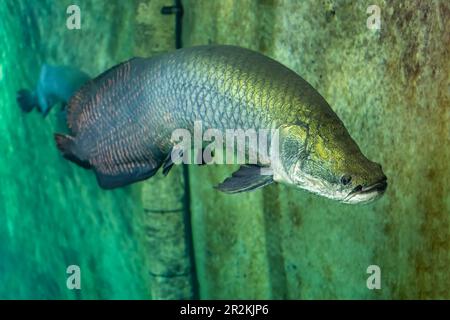 Wels poisson-chat ou poisson-chat, Silurus glanis. Anatomie, différentes parties du corps. Espèces envahissantes en Espagne. Banque D'Images