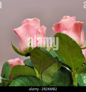 fermer photographié de beaux bourgeons de roses roses. Photo prise ci-dessous. Photo sans traitement, photo naturelle Banque D'Images