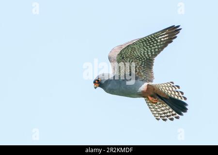 faucon à pieds rouges, Falco pertinence, seul homme chasse en vol, Majorque, Iles Baléares, Espagne Banque D'Images