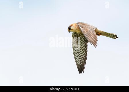 faucon à pieds rouges, Falco pertinence, seule femelle de chasse en vol, Majorque, Iles Baléares, Espagne Banque D'Images