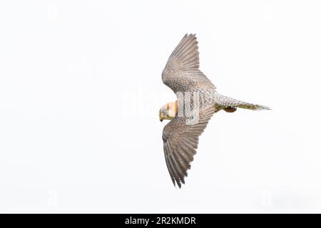 faucon à pieds rouges, Falco pertinence, seule femelle de chasse en vol, Majorque, Iles Baléares, Espagne Banque D'Images