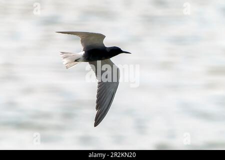 Sterne noire, Chlidonias niger, adulte unique dans le plumage de reproduction, volant au-dessus de l'eau, Depuradora, Mallorca, Espagne, 17 mai 2023 Banque D'Images