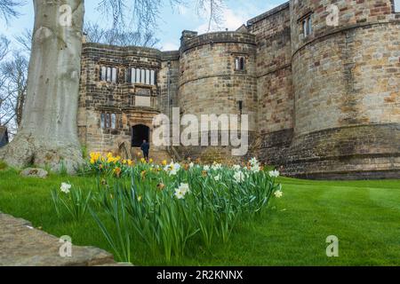 Entrée au donjon médiéval avec jonquilles en premier plan au château de Skipton à Skipton, dans le North Yorkshire, en Angleterre, au Royaume-Uni Banque D'Images