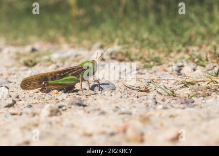 vue à angle bas d'une sauterelle sur une route en gravier. Habitat naturel. Copier l'espace. Banque D'Images
