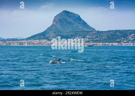 Dauphins au large de la côte de Javea, à Alicante, en Espagne, de la mer en bateau, avec le massif de Montgo en arrière-plan Banque D'Images