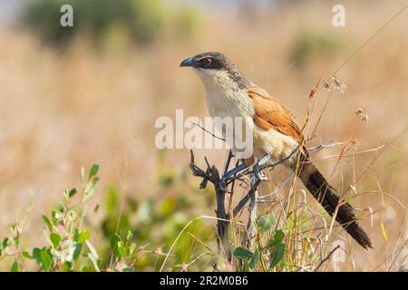 Coucal de Burchell (Centropus burchellii) perché sur un arbuste bas au coucher du soleil dans les prairies, Limpopo, Afrique du Sud Banque D'Images