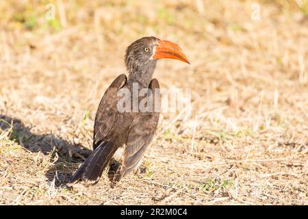 Hornbill couronné (Lophoceros alboterminatus) , Punda Maria, Parc national Kruger, Limpopo, Afrique du Sud Banque D'Images