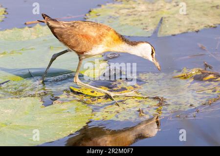 Jacana juvénile (Actophilornis africanus) Banque D'Images