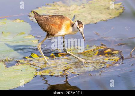 Jacana africaine juvénile (Actophilornis africanus) marchant sur des nénuphars, Limpop, Afrique du Sud Banque D'Images