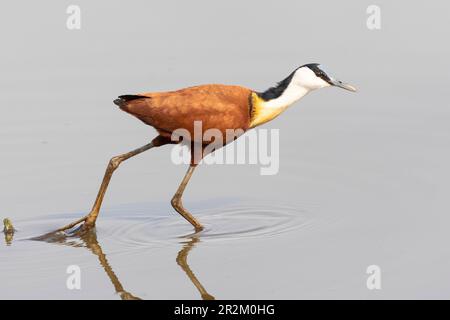 Jacana africaine (Actophilornis africanus) passage à gué en eau peu profonde, Limpop, Afrique du Sud Banque D'Images