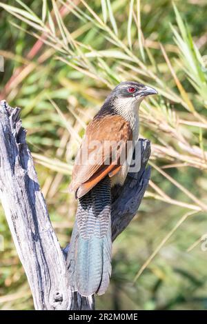 Coucal de Burchell (Centropus burchellii) perché sur un barrage, Limpopo, Afrique du Sud Banque D'Images