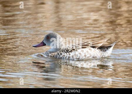 Cape Teal (Anas capensis) Vermont Salt Pan, ouest du Cap Afrique du Sud Banque D'Images