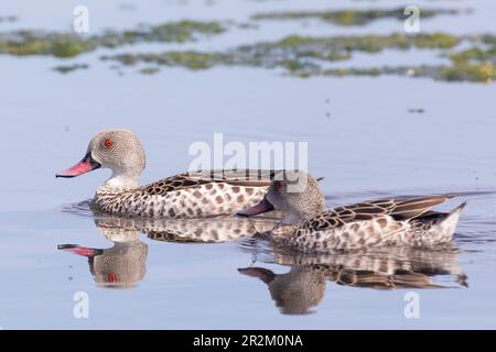 Cape Teal (Anas capensis) Vermont Salt Pan, ouest du Cap Afrique du Sud Banque D'Images