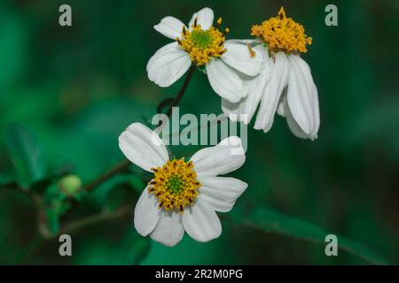 Bidens pilosa sur l'herbe classée comme plante biennale Banque D'Images