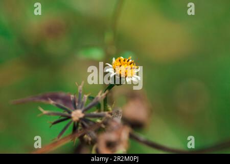 Bidens pilosa sur l'herbe classée comme plante biennale Banque D'Images